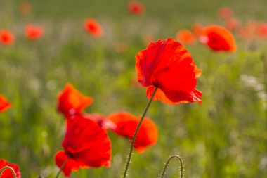 İskoçya 'da çimlerde açan güzel kırmızı gelincikler, Uk. 