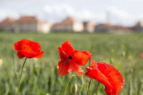 スコットランド 英国の芝生のフィールドに咲く美しい 赤いケシ — ストック写真