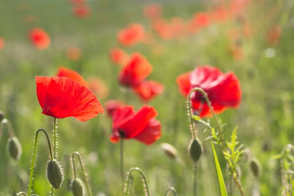 Indah Bunga Poppy Merah Mekar Ladang Rumput Skotlandia Inggris — Stok Foto