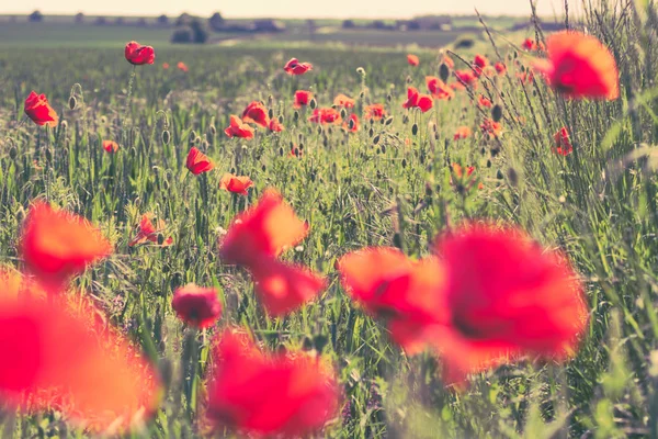 Schöne Rote Mohnblüten Den Grasfeldern Schottland Großbritannien — Stockfoto