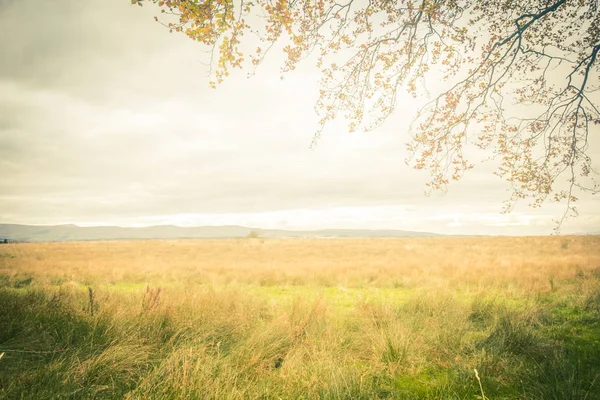 秋のフィールドと木の枝と夢のスコットランドの風景 — ストック写真