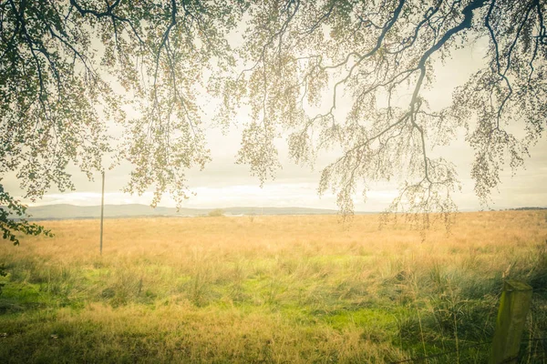 Dreamy Autumnal Landscape Tree Branches Fields Copyspace — ストック写真