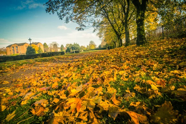 Ősz Gyönyörű West End Park Napsugarak Fák Narancssárga Levelek Airdrie — Stock Fotó