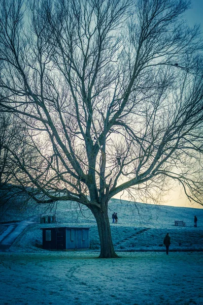 Prachtige Winterlandschap Met Een Oude Enorme Boom Linlithgow Park Schotland — Stockfoto