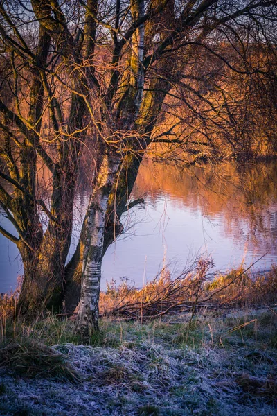 Lignée Loch Printemps — Photo