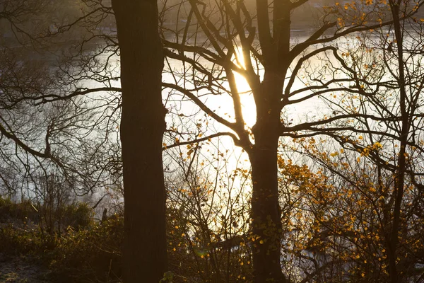 Stromy Mlze Linlithgow Loch Konci Podzimu Linlithgow Skotsku — Stock fotografie