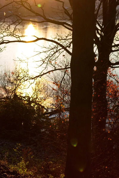 Bomen Mist Bij Linlithgow Loch Het Najaar Linlithgow Schotland Verenigd — Stockfoto