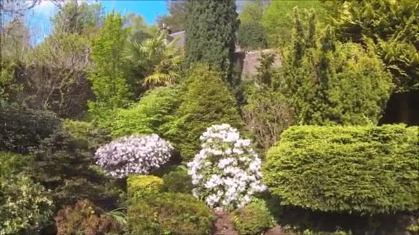 Vacker Barrträdgård Med Blommande Träd Och Buskar Våren — Stockvideo