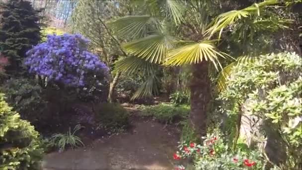 Красивый Хвойный Сад Цветущими Деревьями Кустарниками Весной — стоковое видео