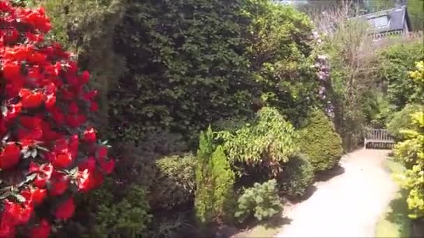 Piękny Ogród Iglasty Kwitnącymi Drzewami Krzewami Wiosną — Wideo stockowe