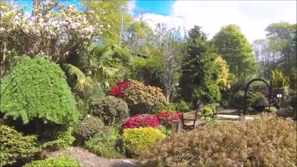 Hermoso Jardín Coníferas Con Árboles Arbustos Flor Primavera — Vídeos de Stock