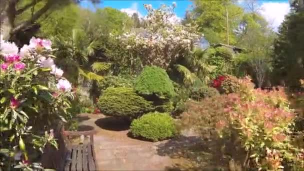 Belo Jardim Coníferas Com Árvores Floridas Arbustos Primavera — Vídeo de Stock