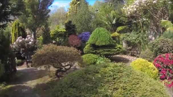 Schöner Nadelbaumgarten Mit Blühenden Bäumen Und Sträuchern Frühling — Stockvideo