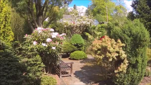 Schöner Nadelbaumgarten Mit Blühenden Bäumen Und Sträuchern Frühling — Stockvideo