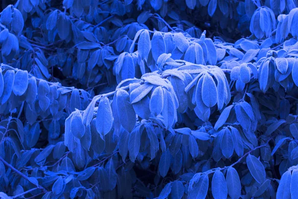 Branches Leaves Blue Natural Trendy Background — Stock Photo, Image