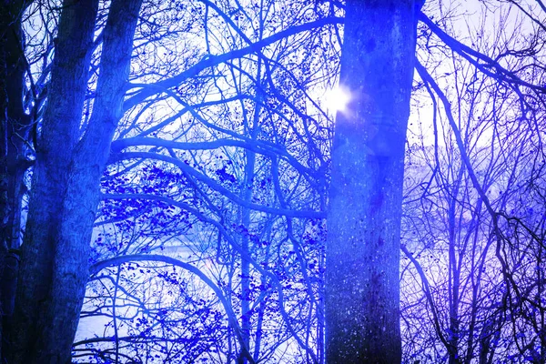 Fond fantastique avec des branches d'arbre en bleu — Photo