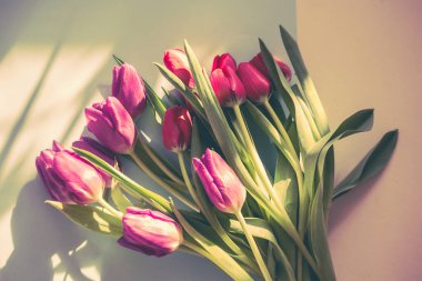 Kağıt arkaplanda bahar laleleri