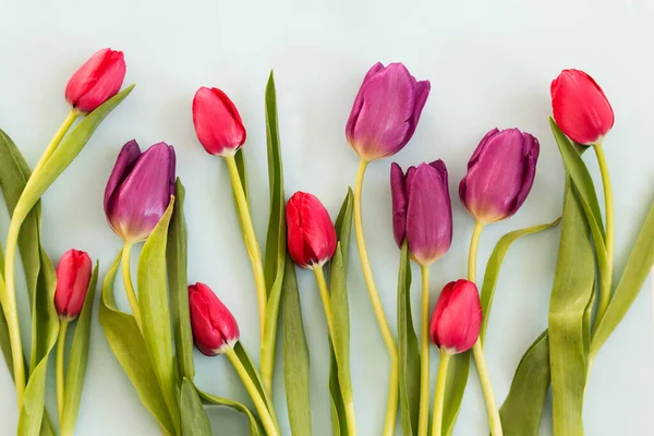 Red Spring Tulpen Auf Papier Hintergrund — Stockfoto