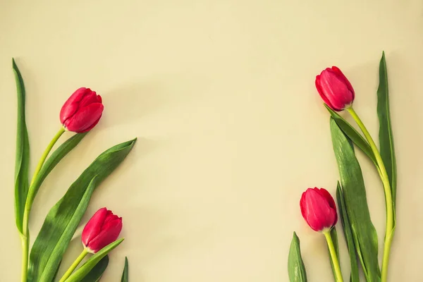 Frühling Tulpen Auf Papier Hintergrund — Stockfoto