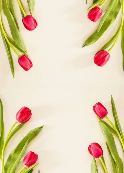 Rode Lente Tulpen Crème Papier Achtergrond — Stockfoto