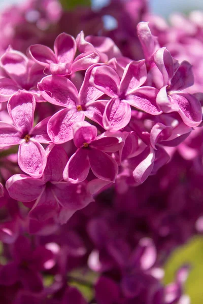 Beautiful Violet Lilac Close Sharp Petals — Stock Photo, Image
