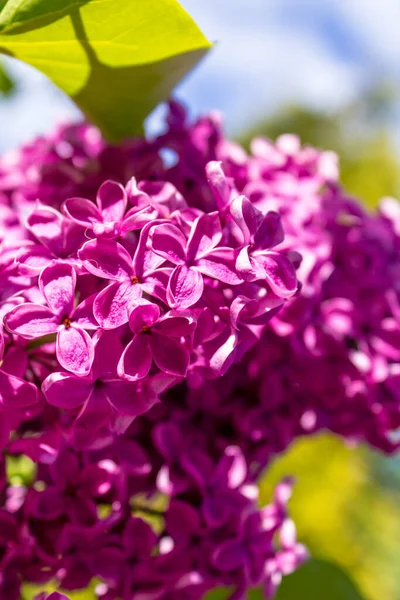 Belo Lilás Violeta Fechar Dia Brilhante Ensolarado — Fotografia de Stock