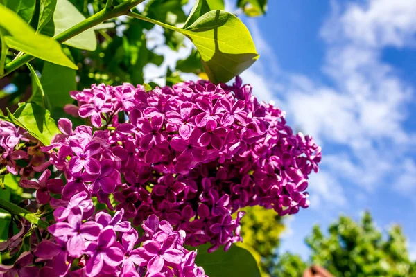 Belo Lilás Violeta Fechar Dia Brilhante Ensolarado — Fotografia de Stock