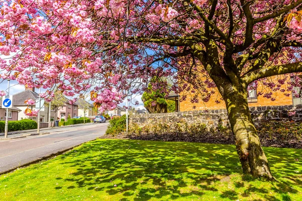 Skoçya Nın Airdrie Şehrinde Japon Kiraz Ağacı Çiçek Açtı — Stok fotoğraf