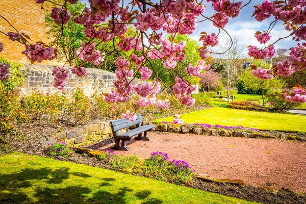 Flor Cerezo Japonés Spirng Tiempo Airdrie Escocia — Foto de Stock