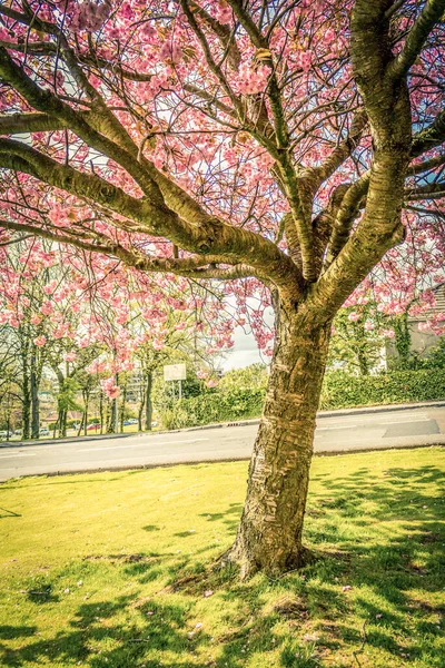 Japanische Kirschbaumblüte Zur Spirningzeit Airdrie Schottland — Stockfoto