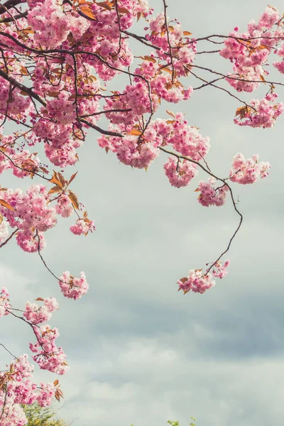 Japanse Kersenboom Bloesem Spirng Tijd — Stockfoto