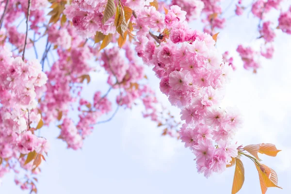 Japanse Kersenboom Bloesem Spirng Tijd — Stockfoto