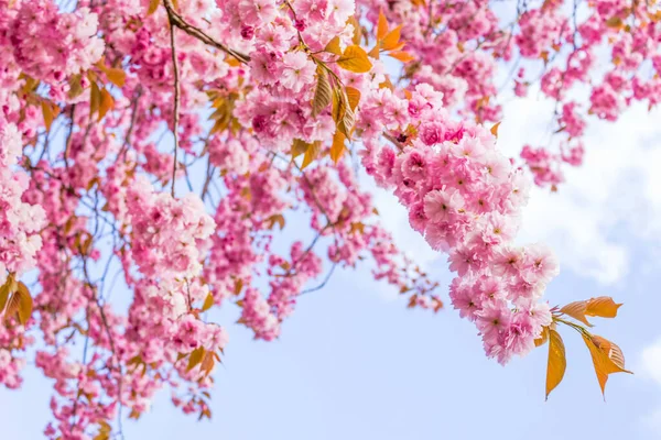 Japonês Cereja Árvore Florescer Spirng Tempo — Fotografia de Stock