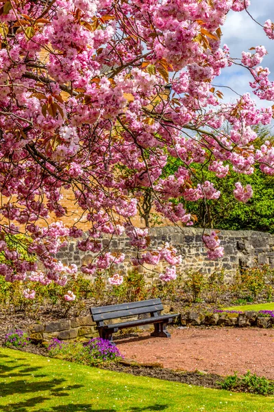 在苏格兰的Airdrie 日本樱桃树在Spirng时间开花 — 图库照片