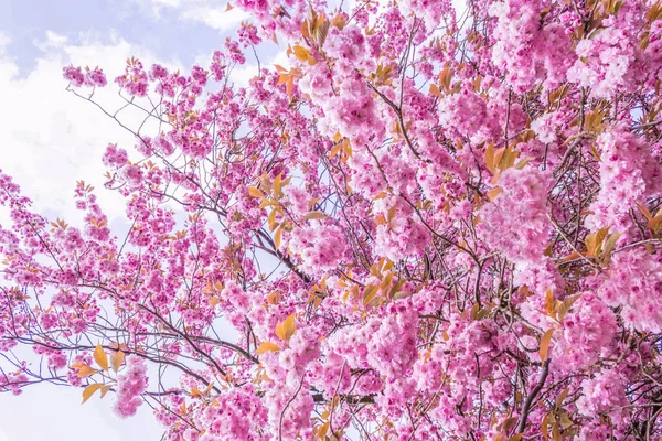 Japansk Körsbärsträd Blomma Spirng Tid — Stockfoto