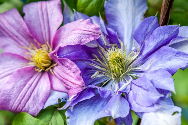 Schöne Rosa Und Violette Clematis Aus Nächster Nähe Garten — Stockfoto