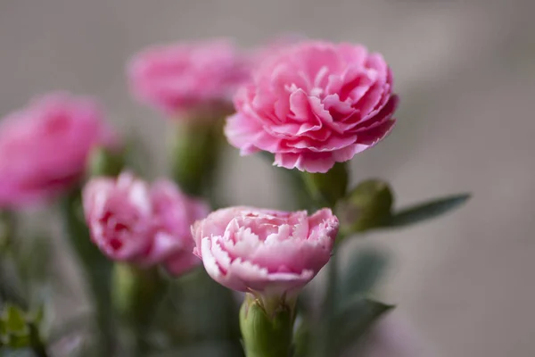 Rosa Nejlikor Närbild — Stockfoto