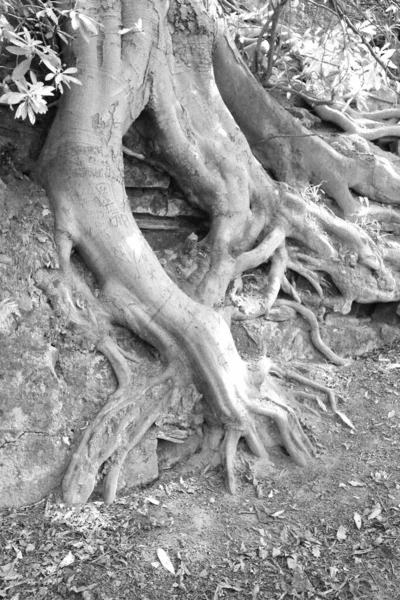 黒と白の木の根 — ストック写真