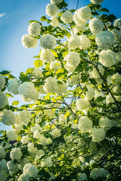 Blommande Vita Bollar Vibrunum Blomma Våren — Stockfoto