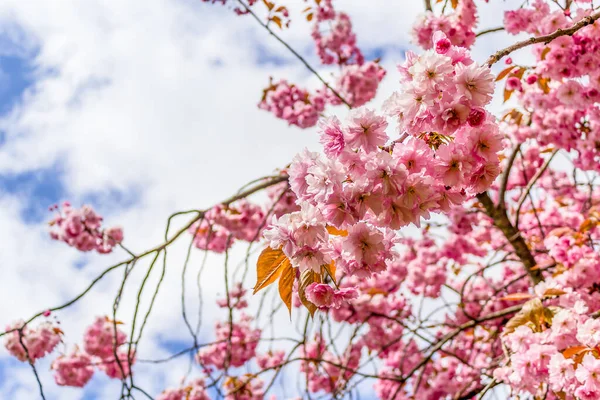 日本樱桃树在精神时期开花 图库图片