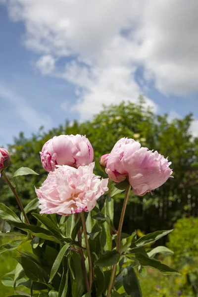 园中的粉色牡丹和蓝天 免版税图库图片