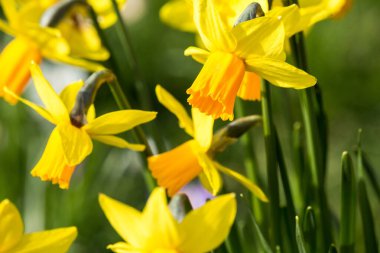 Parkta büyüyen güzel, taze sarı nergisler Bokeh ışıkları, makro çekim