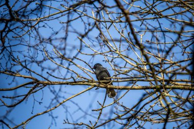 Bahar zamanı ağaçların dallarında oturan sığırcık adında yaygın bir kuş..