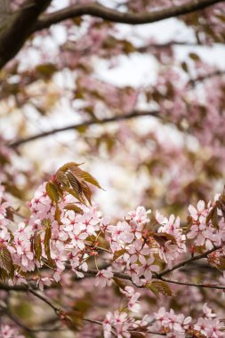 Güzel ve taze bahar, arka planda bulanık, hafif pembe kiraz ağacı dalları ile birlikte.