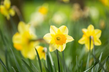 Parkta büyüyen güzel, taze sarı nergisler Bokeh ışıkları, makro çekim