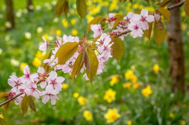 Güzel, sarı nergis ve kiraz ağacı dallarıyla bahar zamanı.