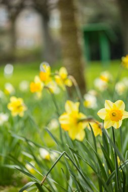 Parkta büyüyen güzel, taze sarı nergisler Bokeh ışıkları, makro çekim