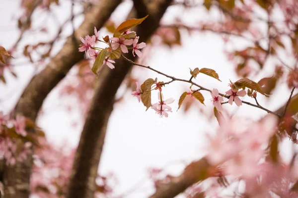 Beau Frais Printemps Backgrund Avec Des Branches Floues Cerisier Rose — Photo