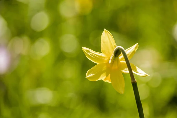 Hermosos Narcisos Amarillos Frescos Creciendo Parque Con Luces Bokeh Macro — Foto de Stock