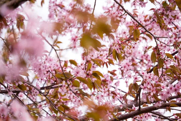 Gyönyörű Friss Tavasz Háttér Elmosódott Fény Rózsaszín Cseresznyefa Ágak — Stock Fotó